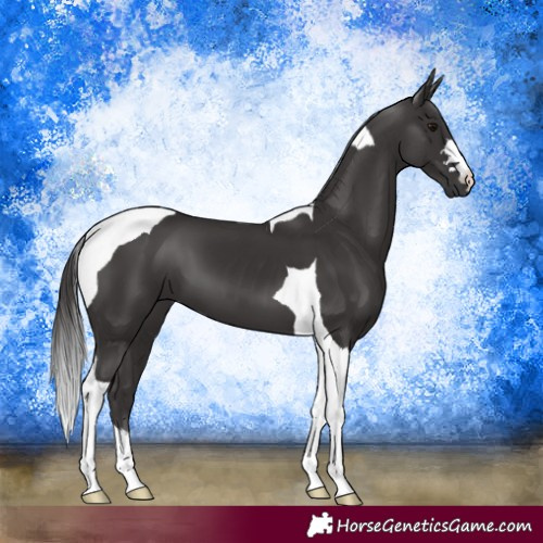 Horse Color:Smoky Black Tobiano 