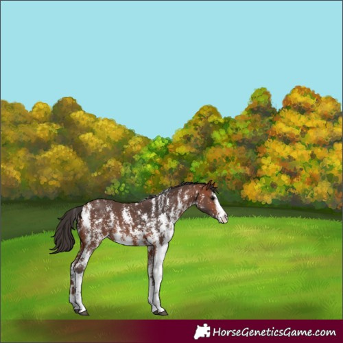 Horse Color:Bay Sabino 