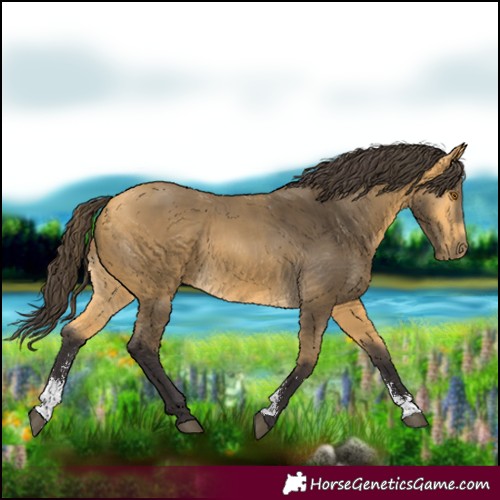 Horse Color:Buckskin Sabino