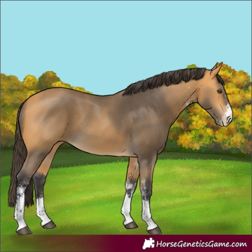 Horse Color:Buckskin Sabino