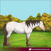 Horse Color:Amber Champagne Roan Dun