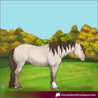 Horse Color:Amber Champagne Dun 