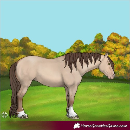 Horse Color:Amber Champagne Dun