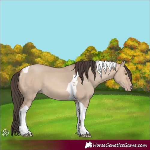 Horse Color:Amber Champagne Dun Tobiano 