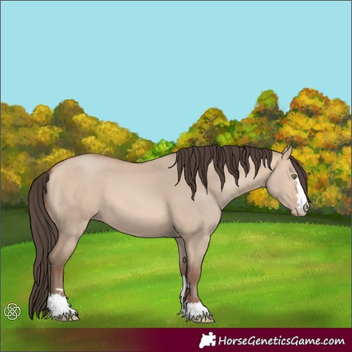 Horse Color:Amber Champagne Dun 