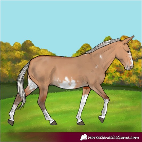 Horse Color:Silver Bay Dun Sabino Tobiano Frame Rabicano 