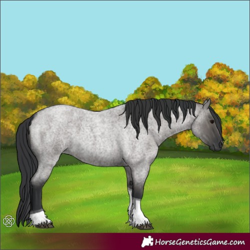 Horse Color:Grullo Roan Tobiano