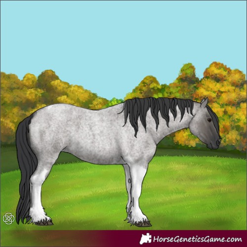 Horse Color:Grullo Roan Tobiano 