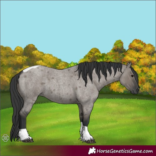 Horse Color:Grullo Roan Tobiano 
