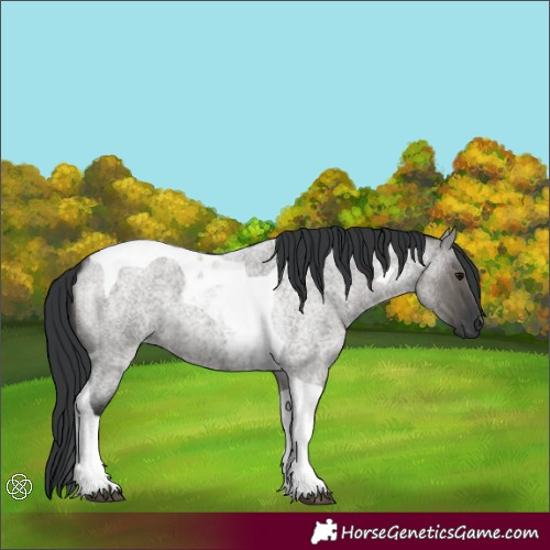 Horse Color:Grullo Roan Tobiano
