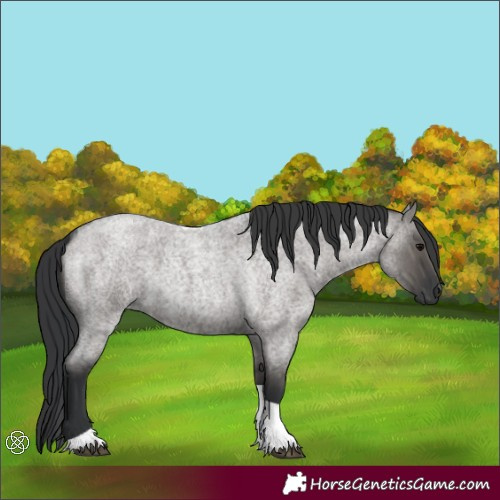 Horse Color:Grullo Roan Tobiano 