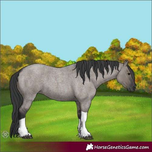 Horse Color:Grullo Roan Tobiano
