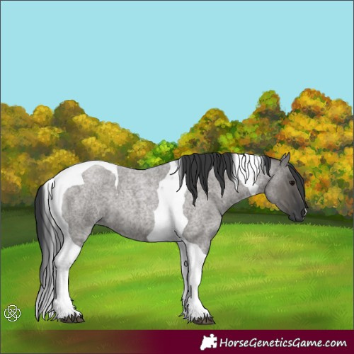 Horse Color:Grullo Roan Tobiano