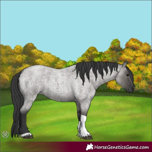 Horse Color:Grullo Roan Tobiano 
