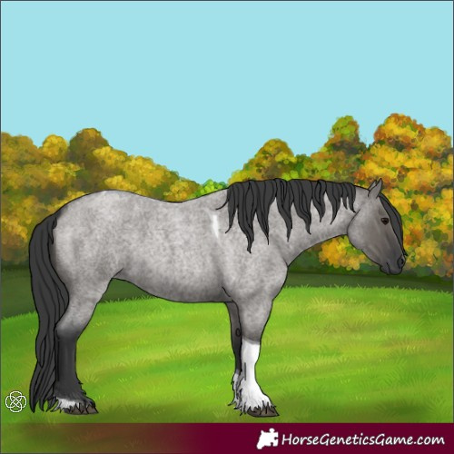 Horse Color:Grullo Roan Tobiano