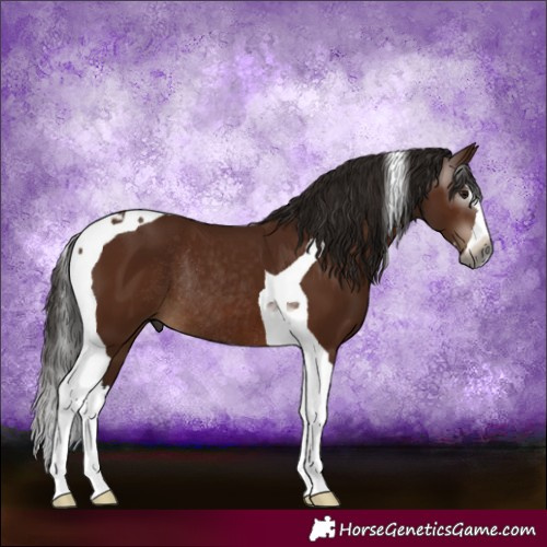 Horse Color:Gray Bay Splash Tobiano Rabicano