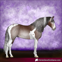 Horse Color:Gray Bay Splash Tobiano Rabicano