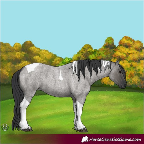 Horse Color:Grullo Roan Tobiano 