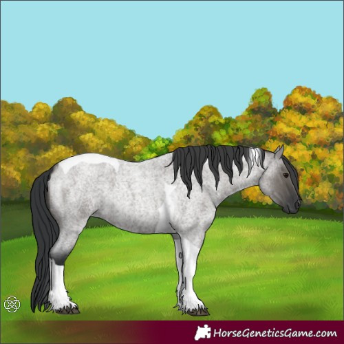 Horse Color:Grullo Roan Tobiano
