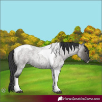 Horse Color:Grullo Roan Tobiano