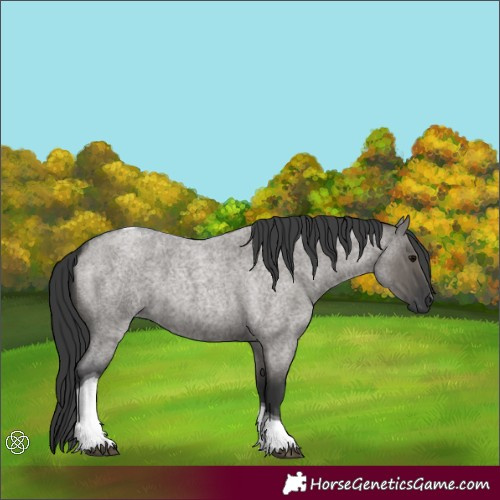 Horse Color:Grullo Roan Tobiano