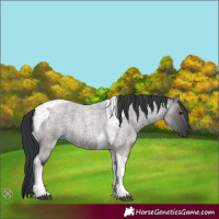 Horse Color:Grullo Roan Tobiano 