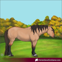 Horse Color:Bay Dun