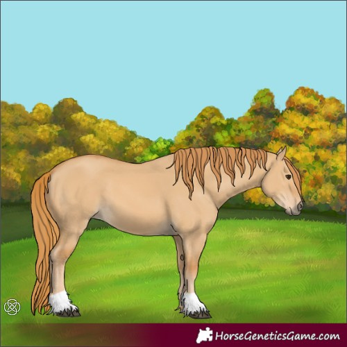 Horse Color:Red Dun