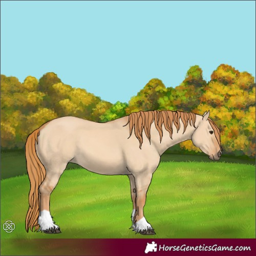Horse Color:Red Dun
