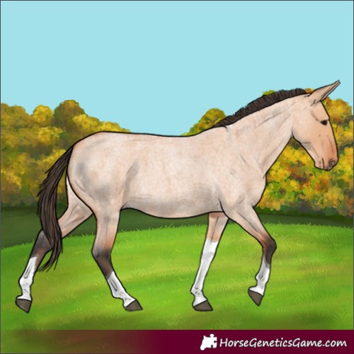 Horse Color:Bay Roan Dun Tobiano 