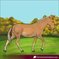 Horse Color:Palomino