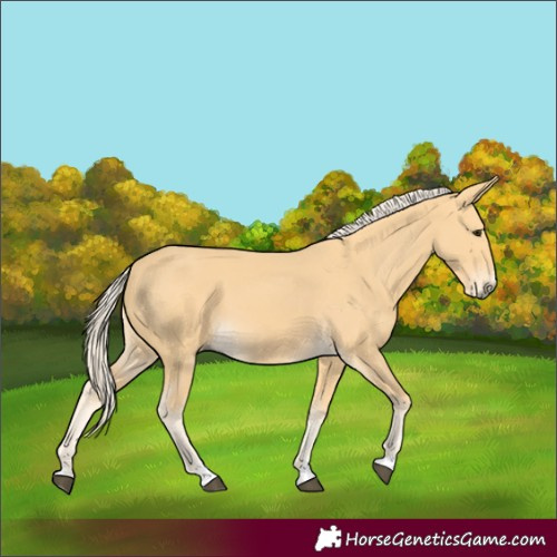 Horse Color:Palomino 