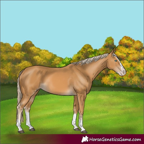 Horse Color:Palomino Splash 