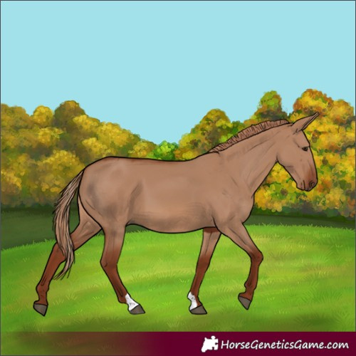 Horse Color:Red Dun 