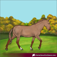 Horse Color:Red Dun