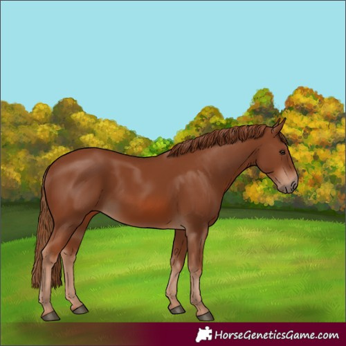 Horse Color:Chestnut Frame