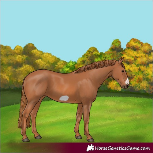 Horse Color:Chestnut Frame