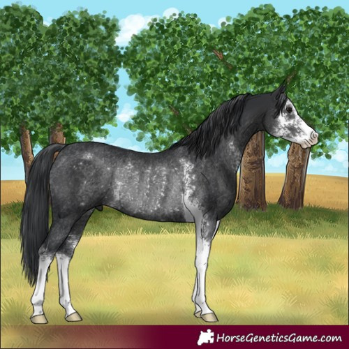 Horse Color:Black Sabino Rabicano