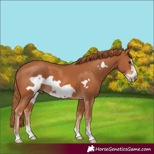 Horse Color:Chestnut Frame 