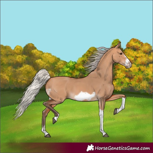 Horse Color:Silver Bay Dun Sabino Tobiano Frame Rabicano 