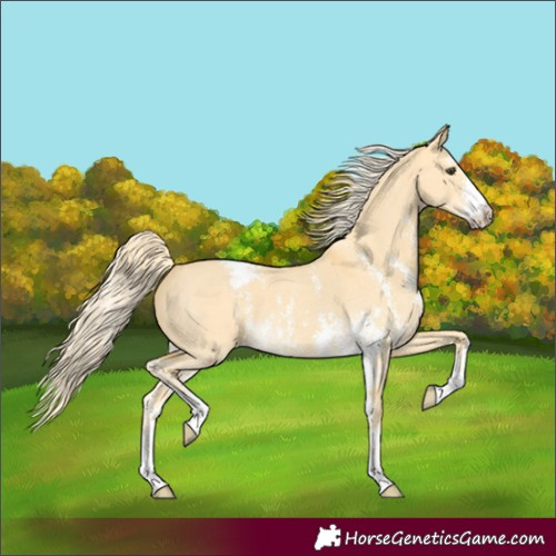 Horse Color:Palomino Dun Sabino Appaloosa