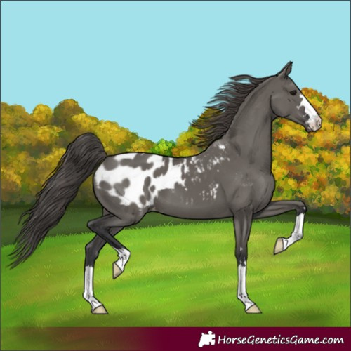 Horse Color:Grullo Appaloosa 