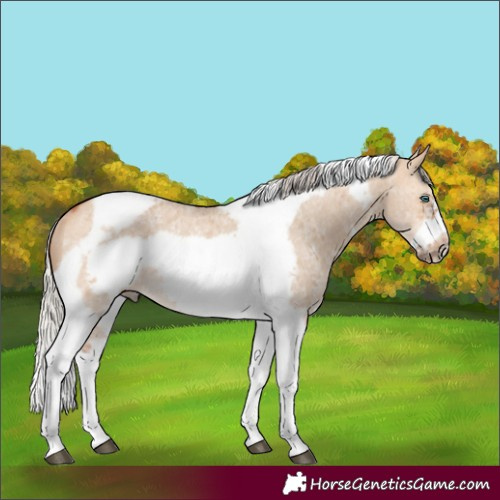 Horse Color:Silver Bay Dun Sabino Tobiano Frame Rabicano 