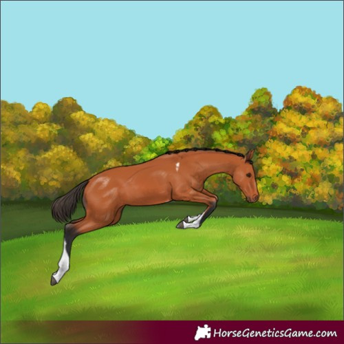 Horse Color:Bay Tobiano 