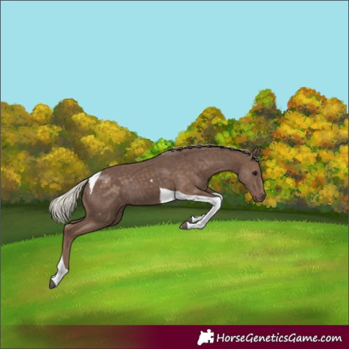 Horse Color:Silver Black Tobiano 