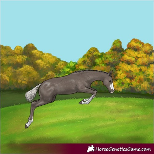 Horse Color:Silver Black