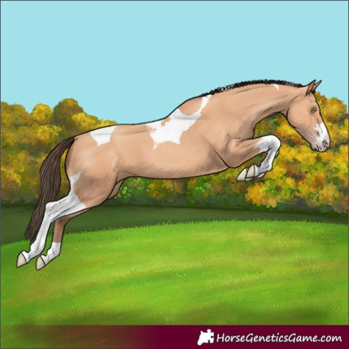 Horse Color:Amber Champagne Tobiano 