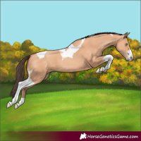 Horse Color:Amber Champagne Tobiano 