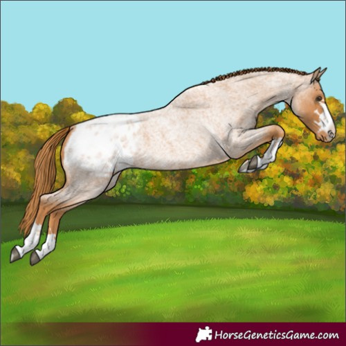 Horse Color:Red Roan Blanket 