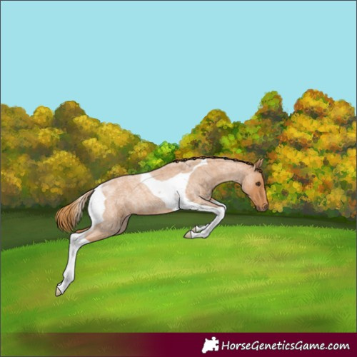 Horse Color:Red Roan Tobiano 
